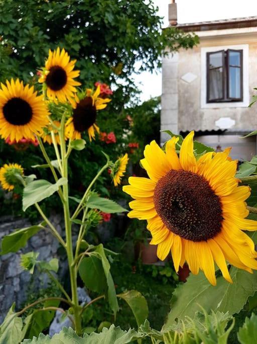 Appartement Zelena Oaza à Skrljevo Extérieur photo